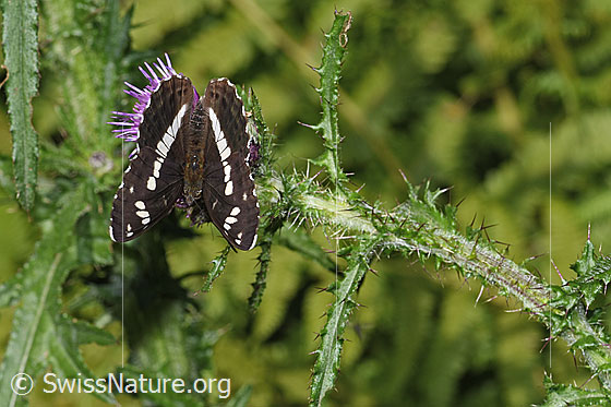 Foto: Kleiner Eisvogel (Limenitis camilla) auf Sumpf-Kratzdistel (Cirsium palustre). Flügel halb geöffnet. Ansicht von oben.
