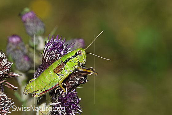 Foto: Alpine Gebirgsschrecke (Miramella alpina) auf Sumpf-Kratzdistel (Cirsium palustre). Länge 22mm. Weibchen. Ansicht von der Seite.