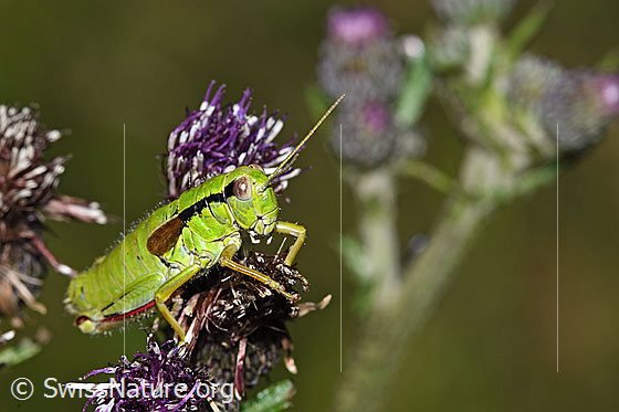 Foto: Alpine Gebirgsschrecke (Miramella alpina) auf Sumpf-Kratzdistel (Cirsium palustre). Länge 22mm. Weibchen. Ansicht von schräg vorne.