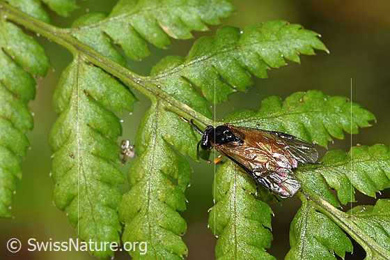 Photo: Probably Athalia circularis. Length 7mm. View from diagonally above.