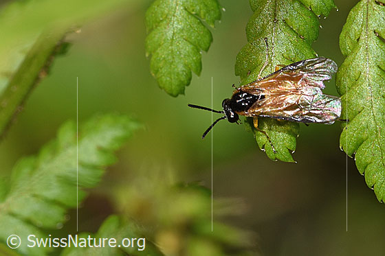 Photo: Probably Athalia circularis. Length 7mm. View from above.