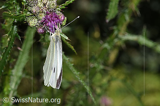 Foto: Grosser Kohlweissling (Pieris brassicae) an Sumpf-Kratzdistel (Cirsium palustre). Männchen. Flügel geschlossen. Ansicht von oben.