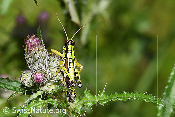 Foto: Alpine Gebirgsschrecke (Miramella alpina) auf Sumpf-Kratzdistel (Cirsium palustre). Länge 16 - 23mm. Männchen. Ansicht von oben.