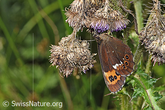 Foto: Weissbindiger Mohrenfalter (Erebia ligea) auf Sumpf-Kratzdistel (Cirsium palustre). Wird auch Millchfleck oder Wald-Mohrenfalter genannt. Flügel geschlossen. Ansicht von schräg vorne.
