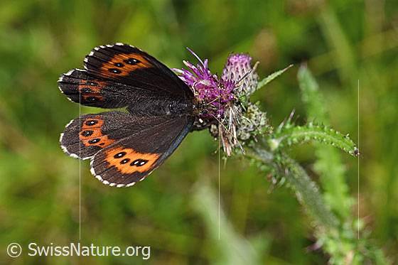 Foto: Weissbindiger Mohrenfalter (Erebia ligea) auf Sumpf-Kratzdistel (Cirsium palustre). Wird auch Millchfleck oder Wald-Mohrenfalter genannt. Flügel halb geöffnet. Ansicht von oben.