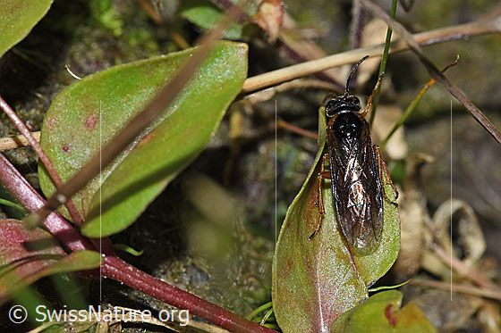 Photo: Monostegia abdominalis. Length 8.5mm. View from above.