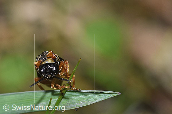 Foto: Monostegia abdominalis (Echte Blattwespe). Länge 8.5mm. Ansicht von vorne.