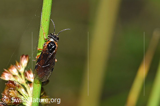 Foto: Monostegia abdominalis (Echte Blattwespe). Länge 8.5mm. Ansicht von oben.