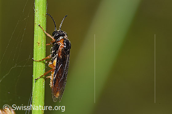 Photo: Monostegia abdominalis. Length 8.5mm. View from the side.