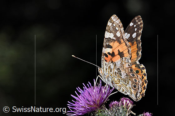 Foto: Distelfalter (Vanessa cardui) auf Sumpf-Kratzdistel (Cirsium palustre). Flügel wenig geöffnet. Ansicht von schräg hinten.