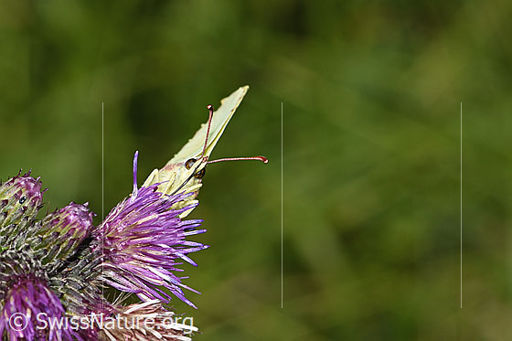 Foto: Zitronenfalter (Gonepteryx rhamni) an Sumpf-Kratzdistel (Cirsium palustre). Flügel geschlossen. Ansicht von vorne.