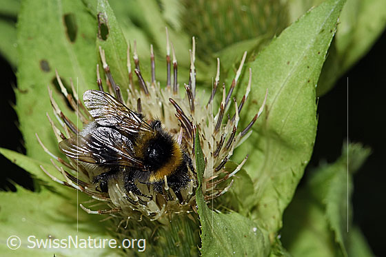 Foto: Wahrscheinlich Hellgelbe Erdhummel (Bombus lucorum) auf Kohldistel (Cirsium oleraceum). Länge 20mm. Königin. Ansicht von seitlich oben.