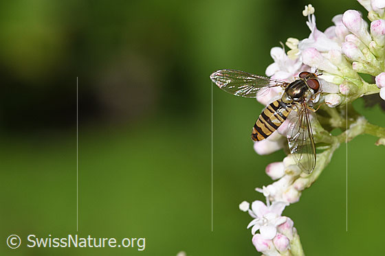 Foto: Hainschwebfliege (Episyrphus balteatus) auf Gebräuchlichem Baldrian (Valeriana officinalis). Flügel geöffnet. Ansicht von oben.