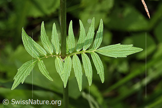 Foto: Gebräuchlicher Baldrian (Valeriana officinalis). Blätter. Ansicht von oben.
