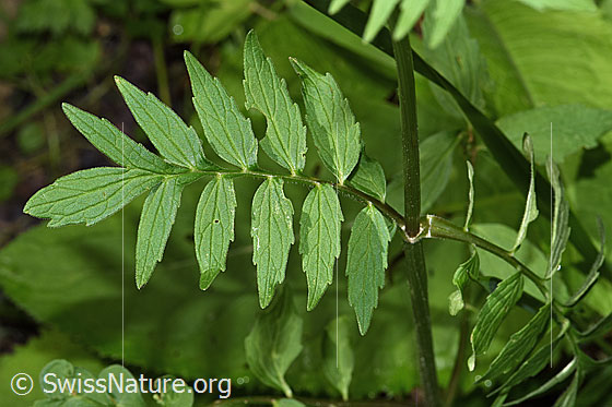 Foto: Gebräuchlicher Baldrian (Valeriana officinalis). Blätter. Ansicht von oben.