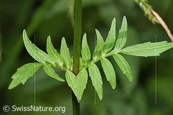 Foto: Gebräuchlicher Baldrian (Valeriana officinalis). Blätter und Stängel.