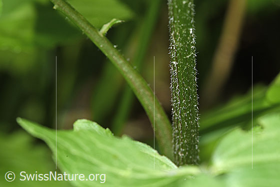 Foto: Gebräuchlicher Baldrian (Valeriana officinalis). Stängel.
