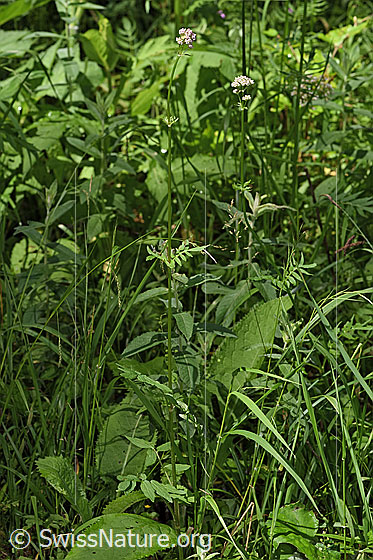 Foto: Gebräuchlicher Baldrian (Valeriana officinalis). Ganze Pflanze (Habitus).