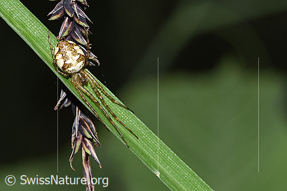 Foto: Wahrscheinlich Kleine Herbstspinne (Metellina mengei). Wird auch Menges Herbsstpinne genannt. Auf Grashalm im gestreckten Zustand. Ansicht von oben.