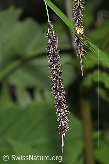 Photo: Carex flacca. Female ear.