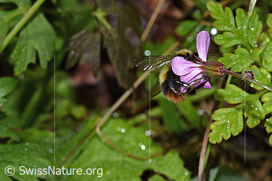 Foto: Wiesenhummel (Bombus pratorum) an Ruprechtskraut (Geranium robertianum). Länge 9 - 17mm. Ansicht von hinten. Wird auch Kleine Waldhummel genannt.