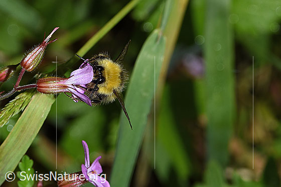 Wiesenhummel (Bombus pratorum) an Ruprechtskraut (Geranium robertianum)