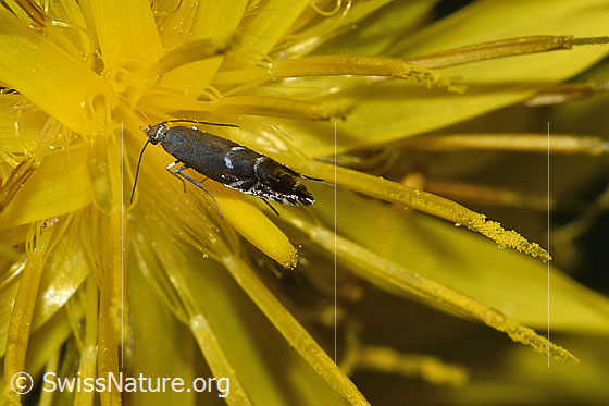 Photo: Glyphipterix simpliciella. Wings closed. View from above.