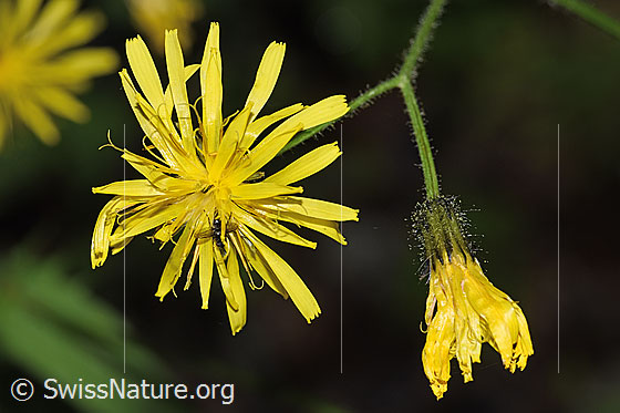 Photo: Crepis paludosa. Blossoms.