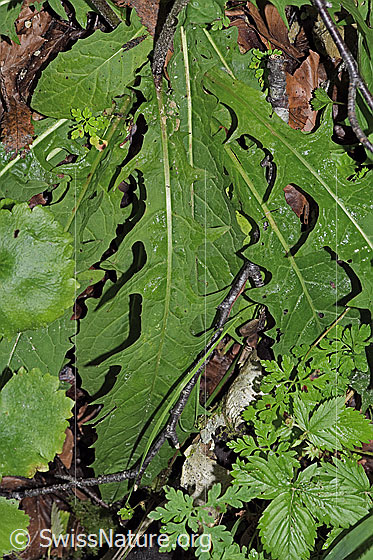 Foto: Sumpf-Pippau (Crepis paludosa). Blätter.