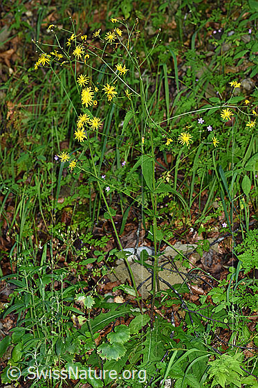 Foto: Sumpf-Pippau (Crepis paludosa). Ganze Pflanze (Habitus).