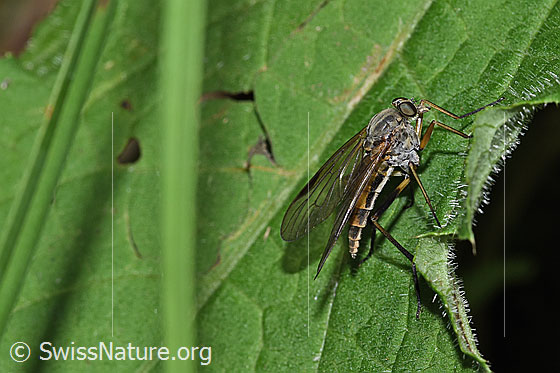Photo: Rhagio notatus. Length 14mm. Female. View from the side.