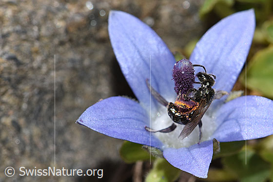 Foto: Glockenblumen-Scherenbiene (Chelostoma rapunculi) auf Mont Cenis-Glockenblume (Campanula cenisia). Länge 8 - 10mm. Weibchen. Wird auch Osmia rapunculi genannt. Ansicht von der Seite.