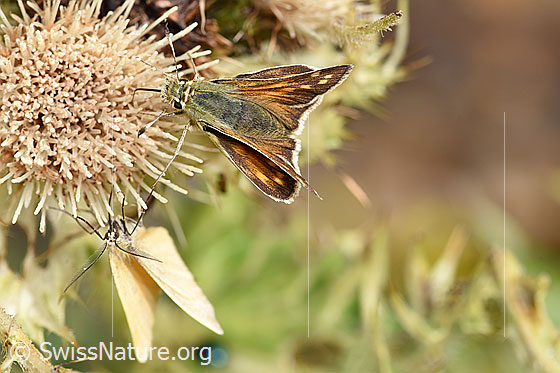 Foto: Weissfleckiger Kommafalter (Hesperia comma) an Alpen-Kratzdistel (Cirsium spinosissimum). Ansicht von vorne oben.