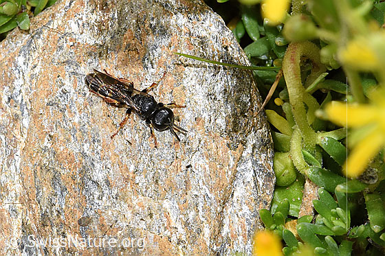 Foto: Wahrscheinlich Crabro alpinus (Grabwespe). Länge 10mm. Weibchen. Ansicht von oben. 