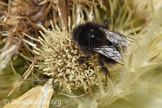 Foto: Bergwald-Hummel (Bombus wurflenii) auf Alpen-Kratzdistel (Cirsium spinosissimum). Länge 13mm. Ansicht von seitlich oben.