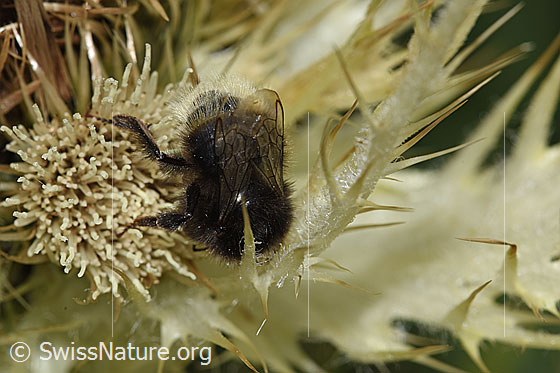 Foto: Bergwald-Hummel (Bombus wurflenii) auf Alpen-Kratzdistel (Cirsium spinosissimum). Länge 13mm. Ansicht von oben.