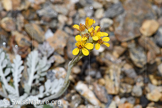 Foto: Graues Greiskraut (Senecio incanus). Blüten. Ansicht von oben.