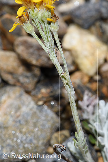 Foto: Graues Greiskraut (Senecio incanus). Stängel.