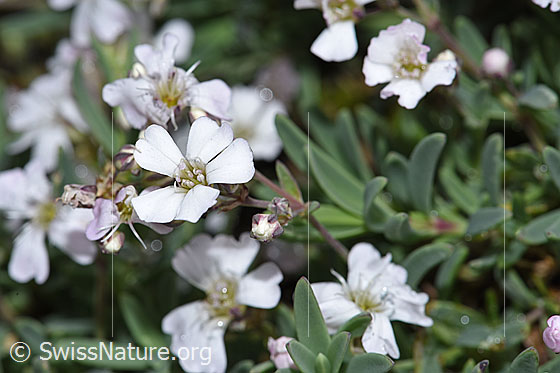 Kriechendes Gipskraut (Gypsophila repens)