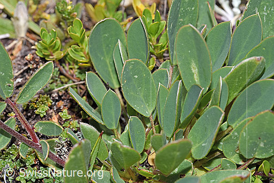 Foto: Alpen-Wundklee (Anthyllis vulneraria ssp. alpestris). Blätter.