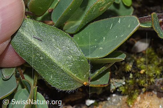 Photo: Anthyllis vulneraria ssp. alpestris. Leaf underside.