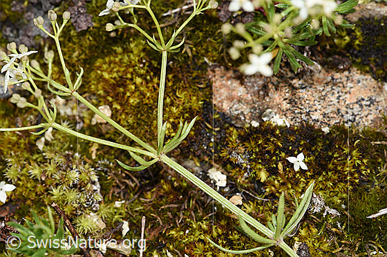 Foto: Ungleichblättriges Labkraut (Galium anisophyllon). Stängel und Blätter.