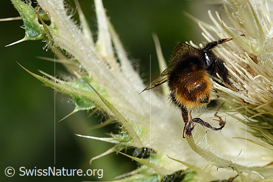 Foto: Bergwald-Hummel (Bombus wurflenii) auf Alpen-Kratzdistel (Cirsium spinosissimum). Länge 13mm. Ansicht von hinten.