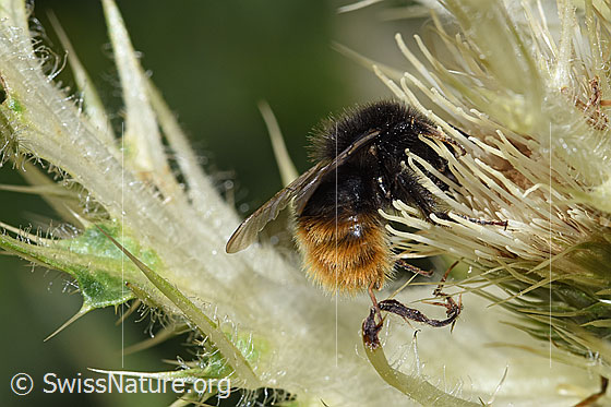 Foto: Bergwald-Hummel (Bombus wurflenii) auf Alpen-Kratzdistel (Cirsium spinosissimum). Länge 13 - 16mm. Ansicht von der Seite.