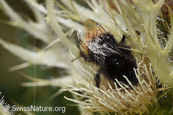 Foto: Bergwald-Hummel (Bombus wurflenii) auf Alpen-Kratzdistel (Cirsium spinosissimum). Länge 13 - 16mm. Ansicht von oben.