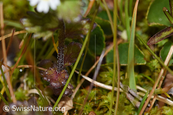 Foto: Zwerg-Augentrost (Euphrasia minima). Stängel und Blätter.