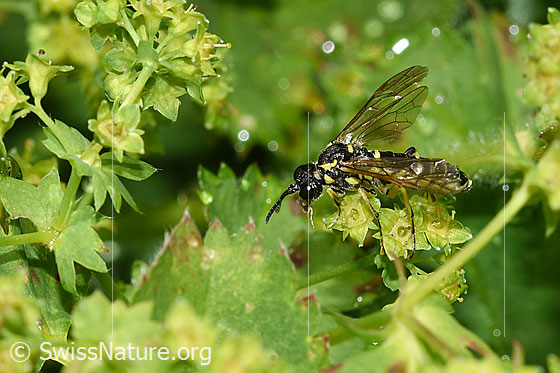 Foto: Wahrscheinlich Tenthredo brevicornis (Blattwespe). Länge 9 - 11mm. Ansicht von der Seite.