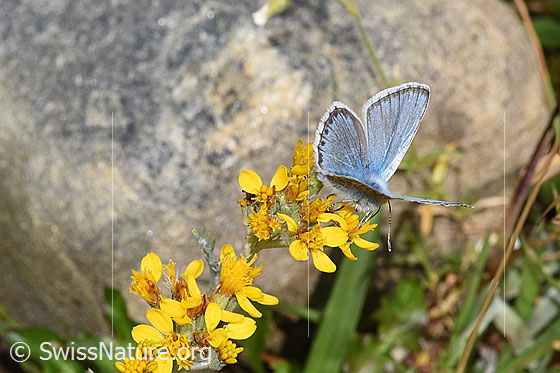 Foto: Wahrscheinlich Himmelblauer Bläuling (Lysandra bellargus) an Grauem Greiskraut (Senecio incanus). Flügel halb geöffnet. Ansicht von seitlich oben.