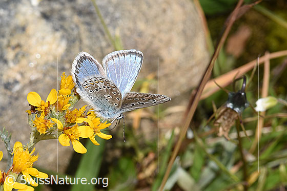 Foto: Wahrscheinlich Himmelblauer Bläuling (Lysandra bellargus) an Grauem Greiskraut (Senecio incanus). Flügel halb geöffnet. Ansicht von der Seite.
