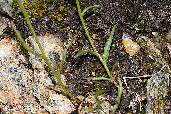 Photo: Campanula scheuchzeri. Leaves and stem.